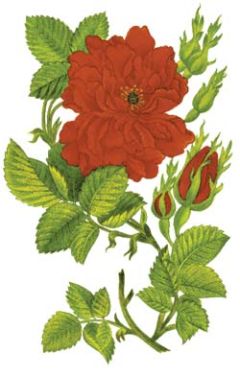 أناشيد / إمام له طلعة ترتجى